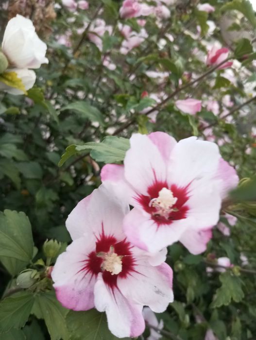 Продам саженцы гибискуса.,2 вида.