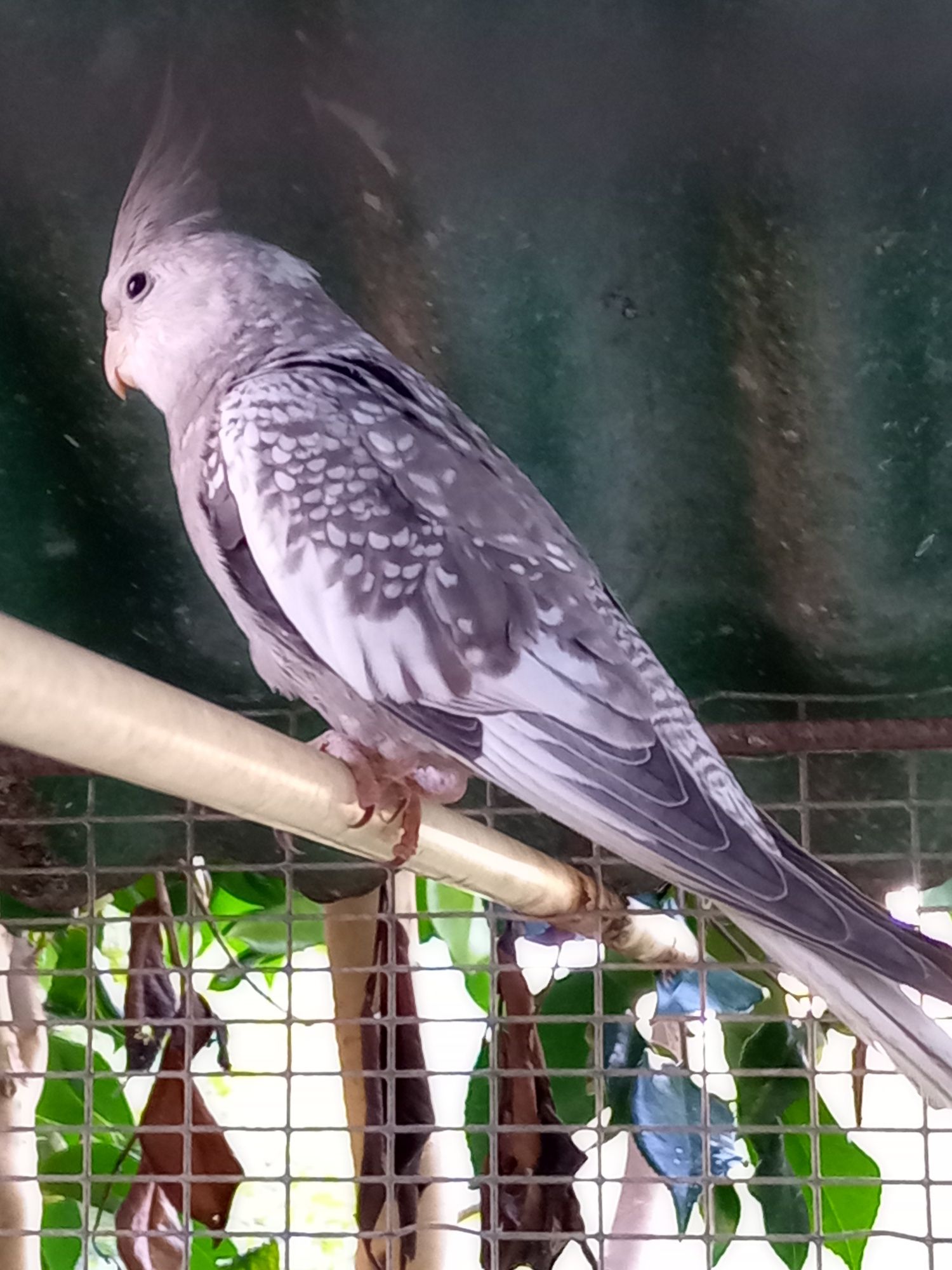 Caturra Pérola macho