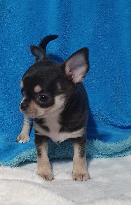 Гладкошерстные братья подпалые