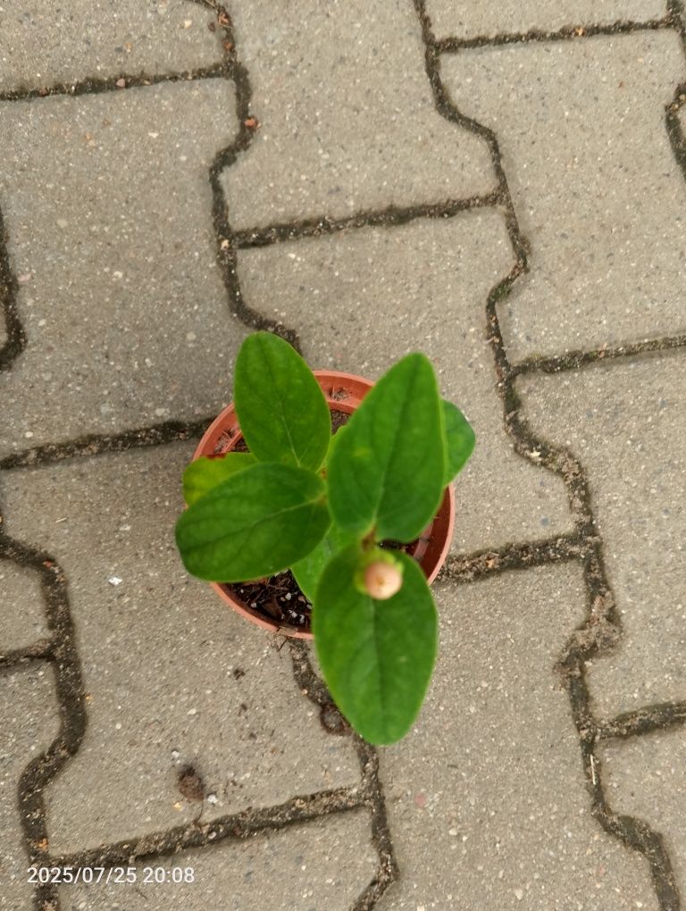 Dziurawiec krzew