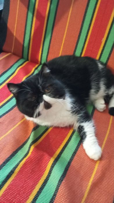 Кот, кіт екзот (вязка)