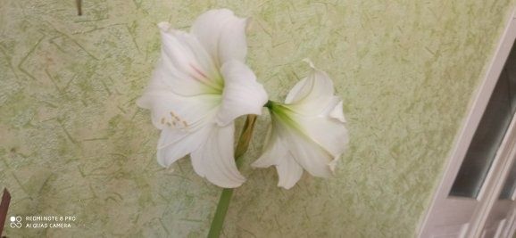 Гіпеаструм червоний та білий