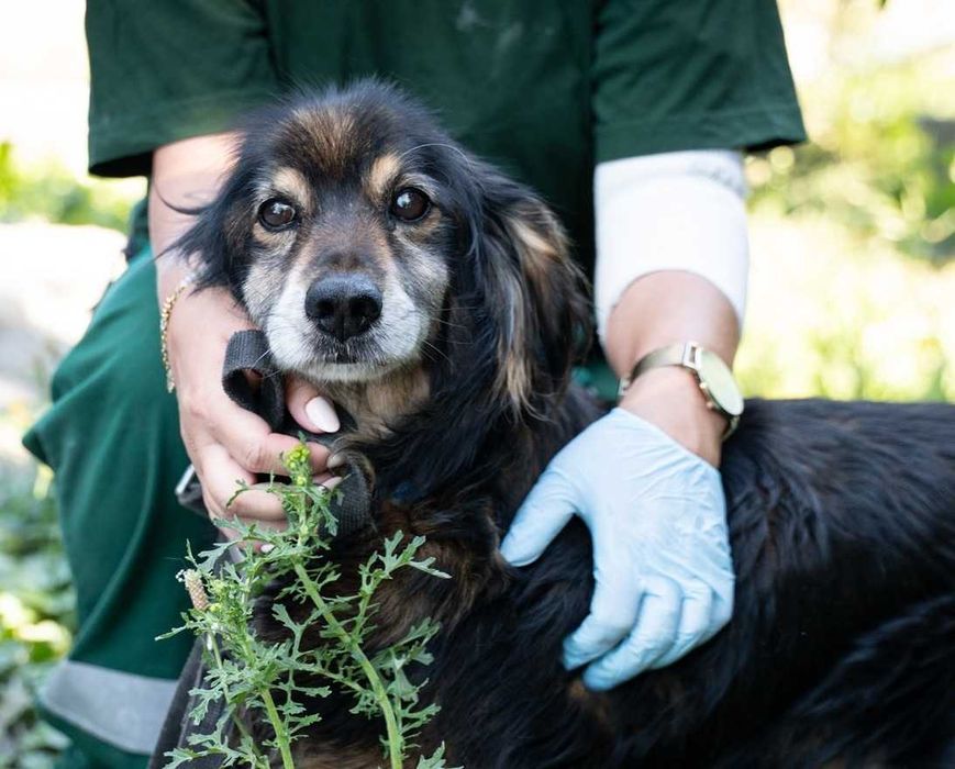Węgielek - kontaktowy, starszy piesek do spokojnego towarzystwa