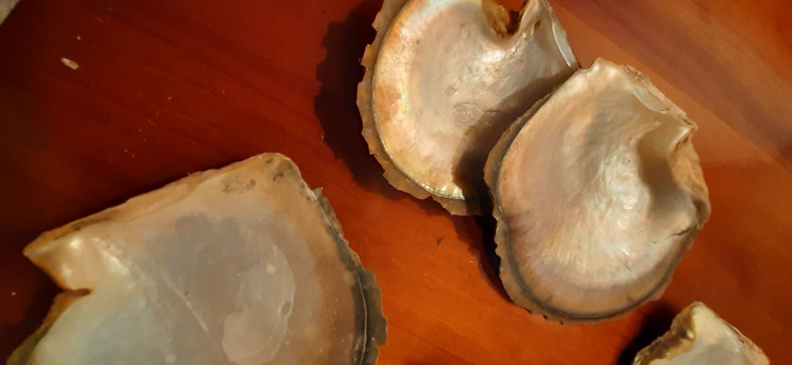 Conchas búzios decoração