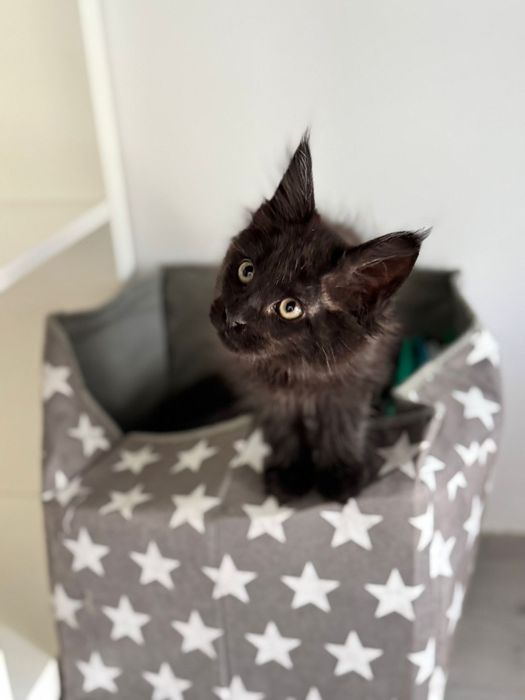 Piękny czarny maine coon Enzo felis polonia