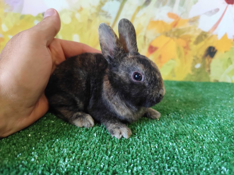 PIĘKNY Mini Rex królik miniaturka karzełek