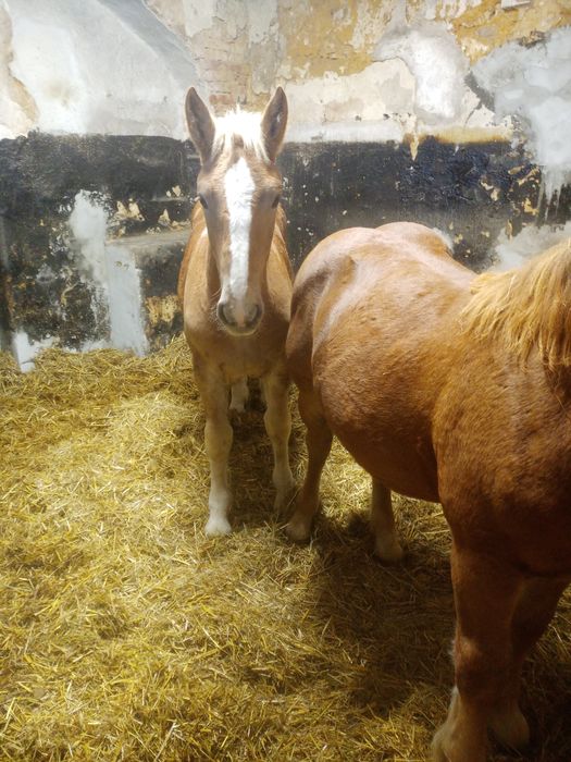 Źrebaki zimnokrwiste