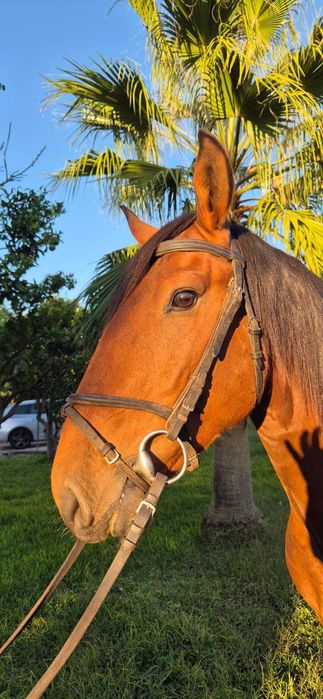 Poldro lusitano puro