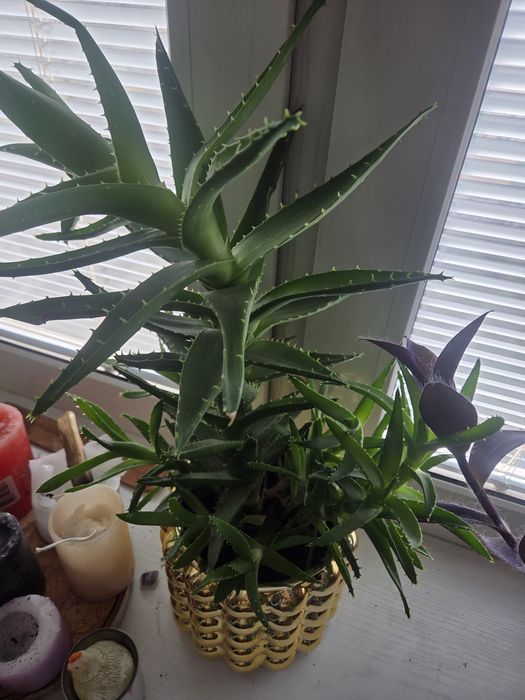 Aloes - małe sadzonki