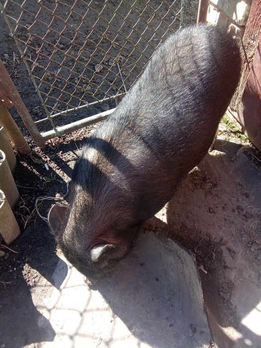 В'єтнамський кнур