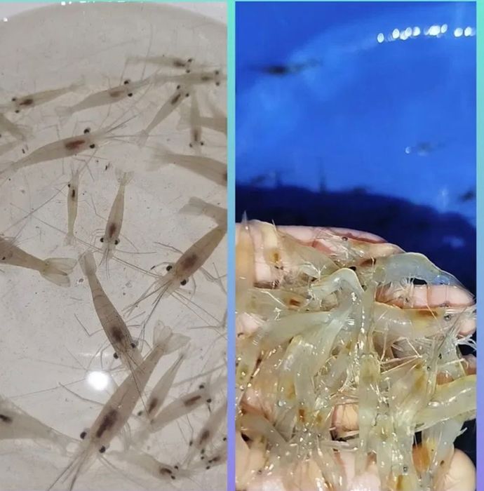 Креветка мальок   продам