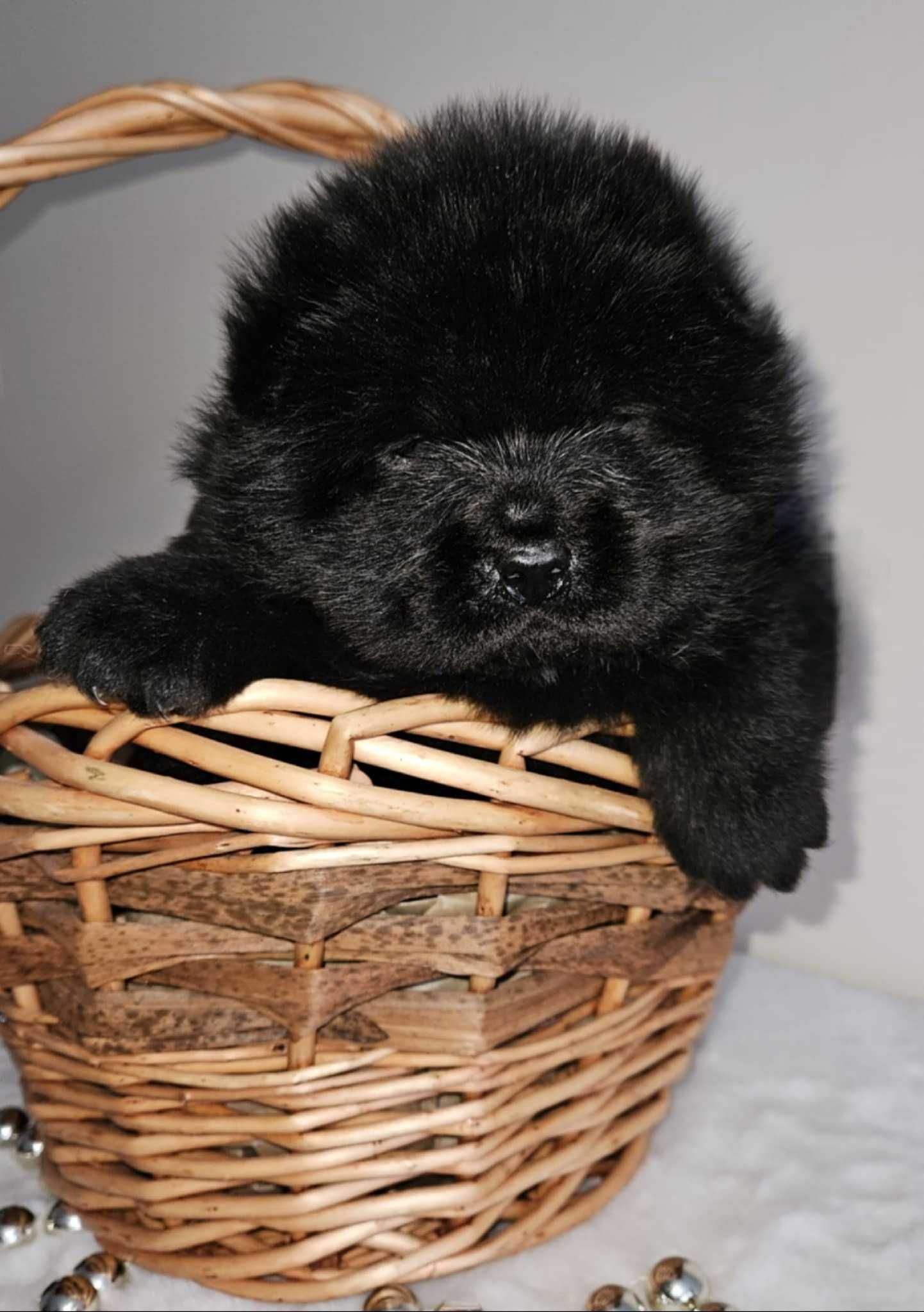 ***Chow Chow piękny masywny miś ***