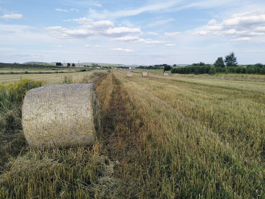 Słoma bele 125x120 zebrana bez deszczu.