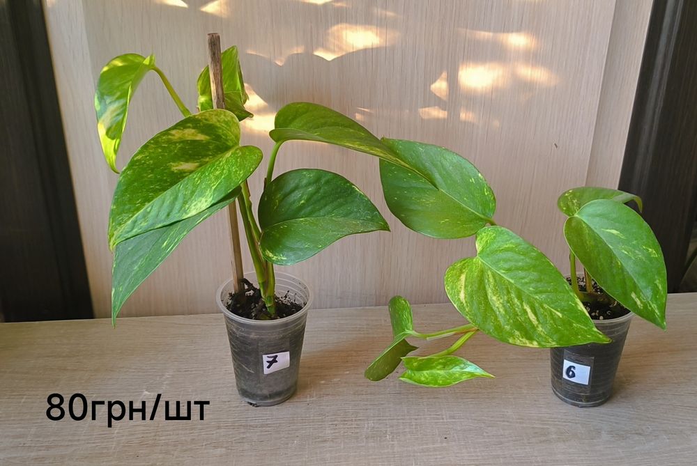 Епіпремнум золотистий і Неон кімнатні рослини ліани