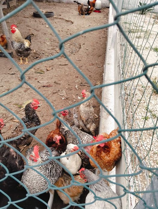 Ovos galados de poedeiras