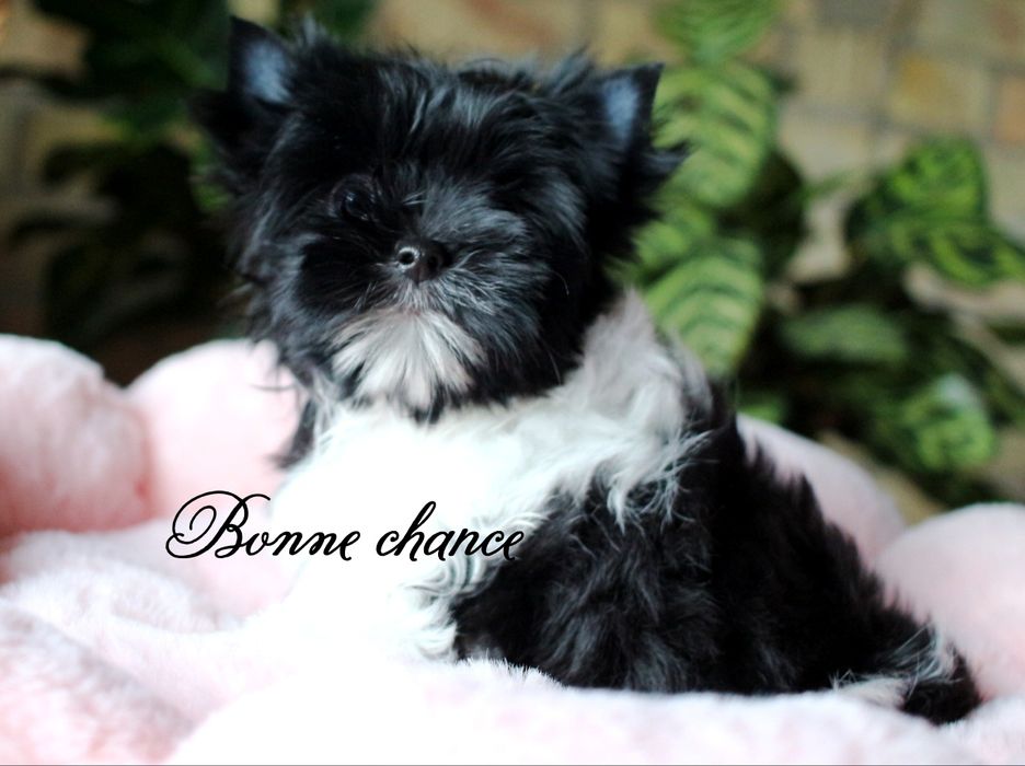 Yorkshire terrier laleczka Black - white