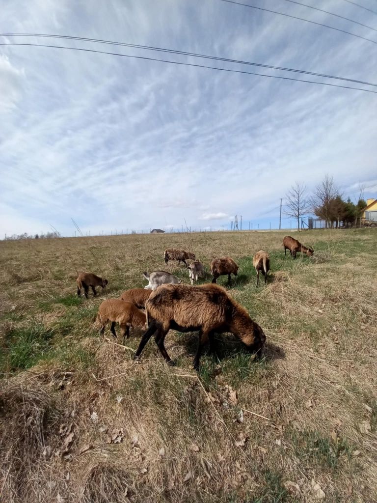 Owce kameruńskie