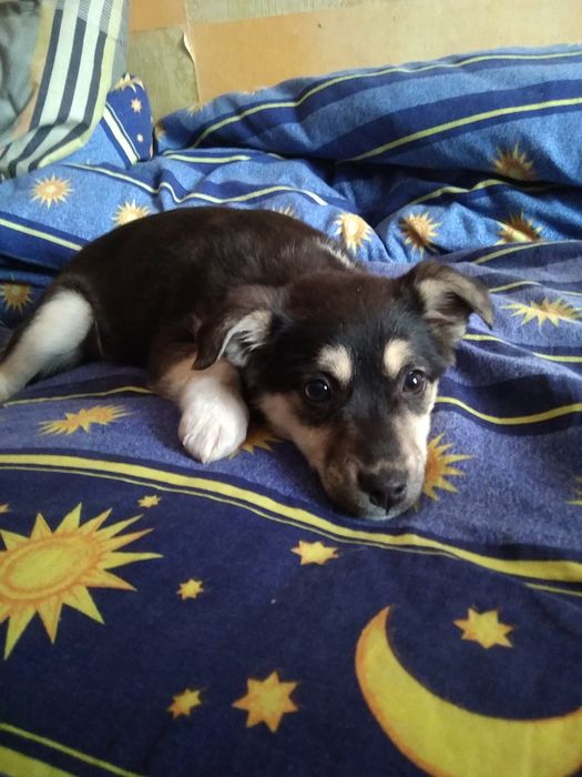 Ищем добрых хозяев,обещаем быть очень преданными!