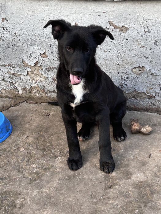 Хлопчик 5місяців,Щеплення від сказу,вихований