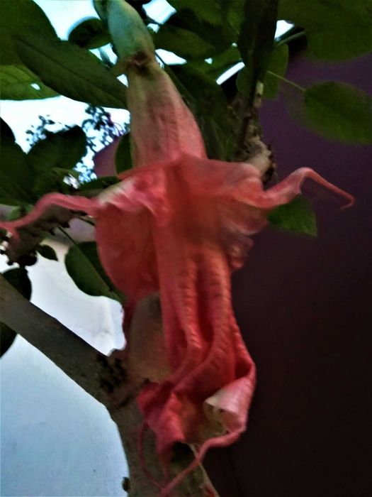 бругмансии махровые розовая оранж деревца черенки