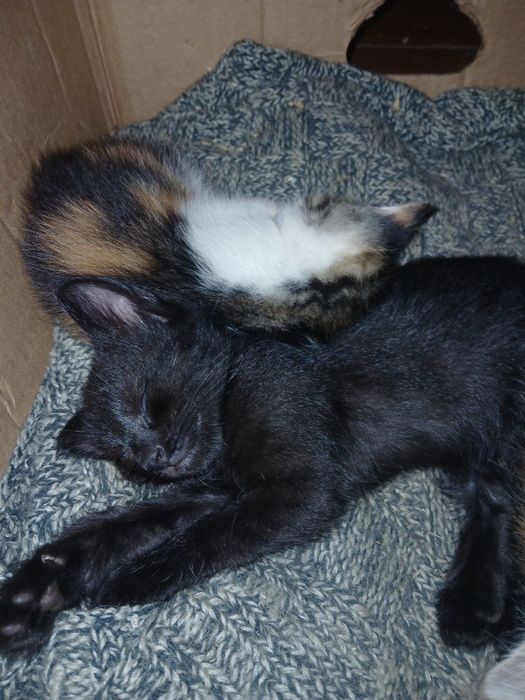 Котячі пухнастики