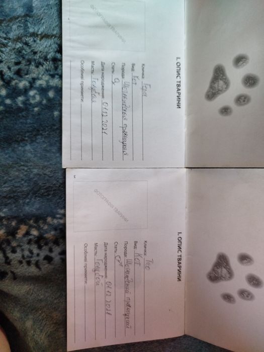 Шотландськая прямовухая.Масть Голубая