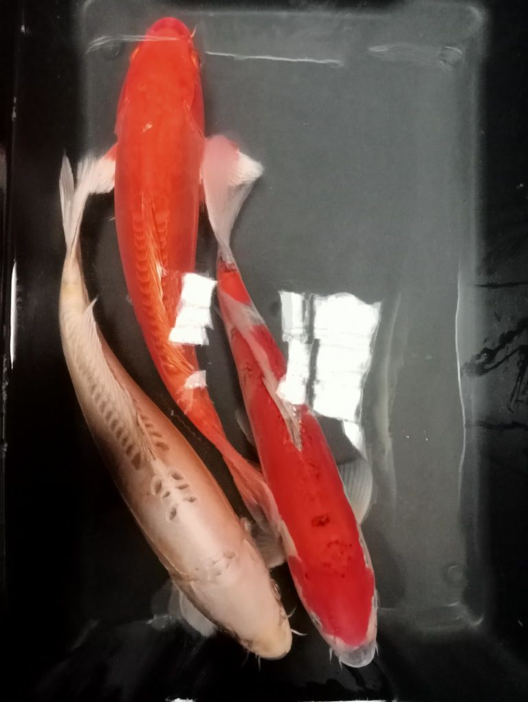 Carpas koi 45cm +/-