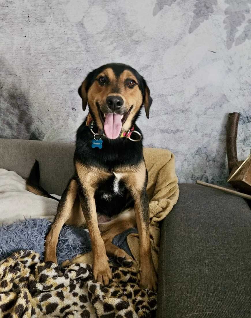 RAJA 11 mies, subtelna,  nieśmiała sunia do adopcji