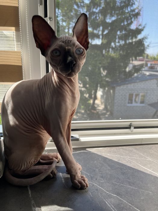 Сфінкс, хлопчик 1.6, року, з документами, стерилізований