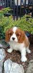 Cavalier king charles spaniel