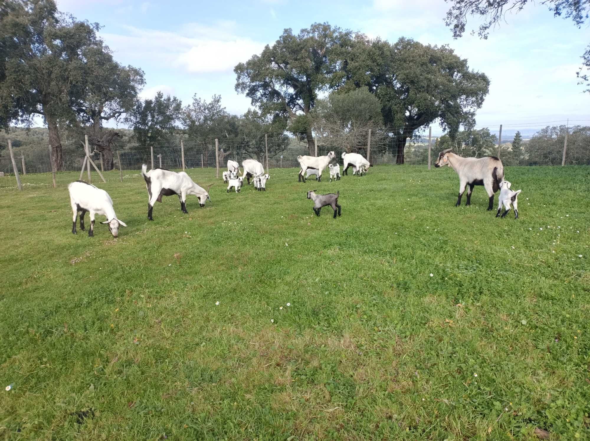 Cabras Serpentinas puras