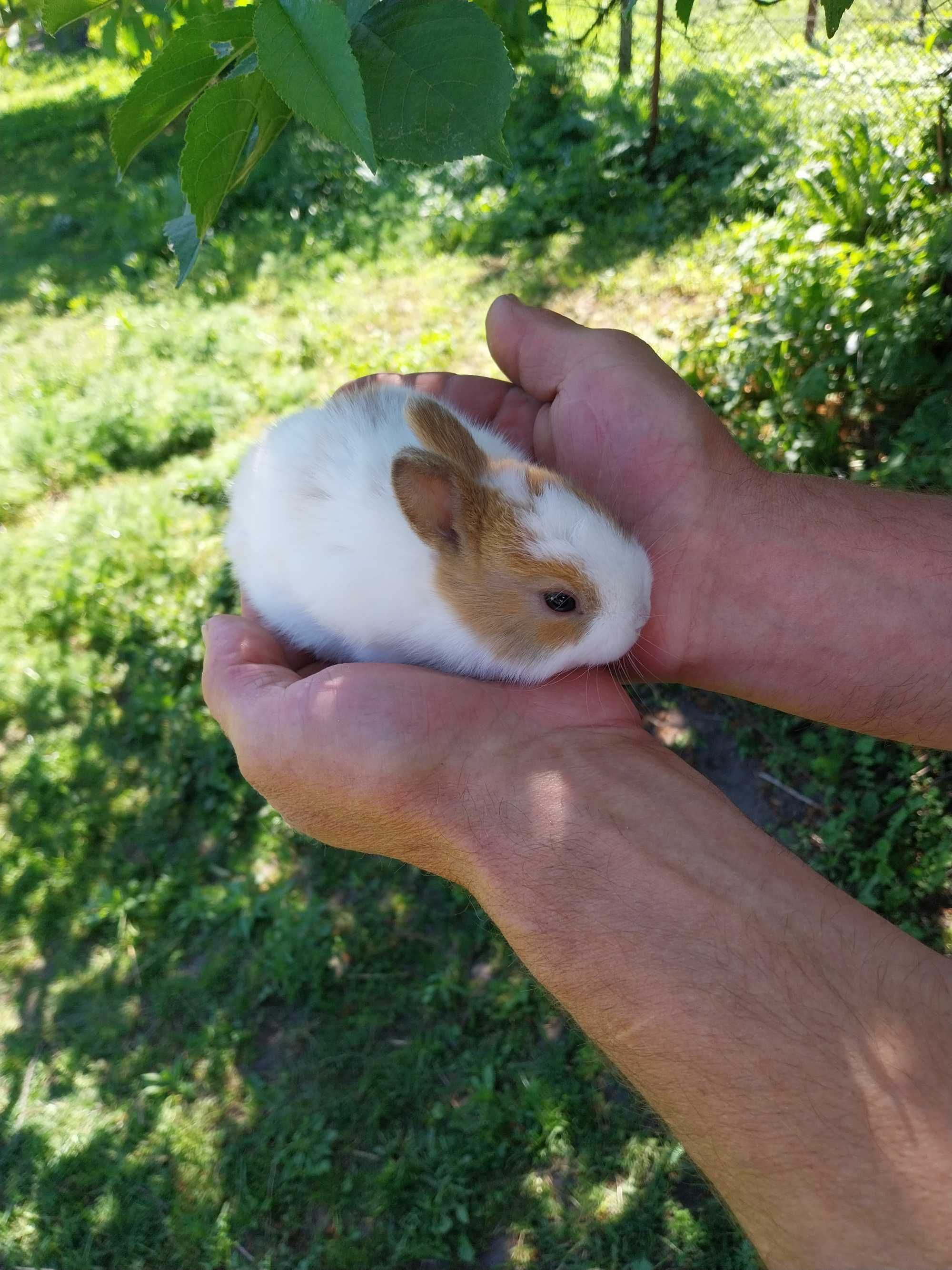 Króliki miniaturki karzełki