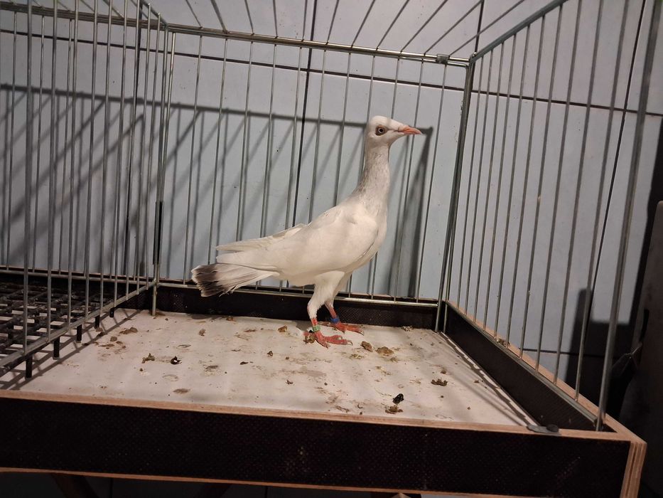 perłowe perłowy samczyki