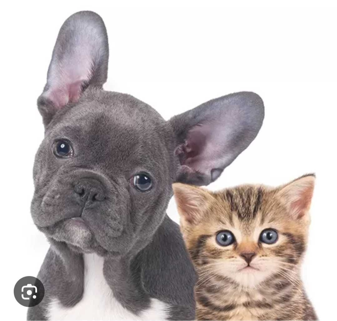 Pet Sitting/ Animais de estimação