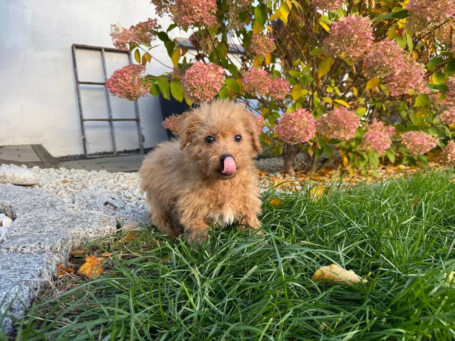 maltipoo szczeniak  mini