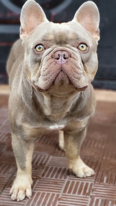 Нью Шейд Іззабелла Тан