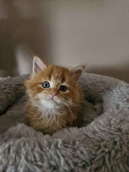 Maine Coon - RED TABBI macho (com LOP)