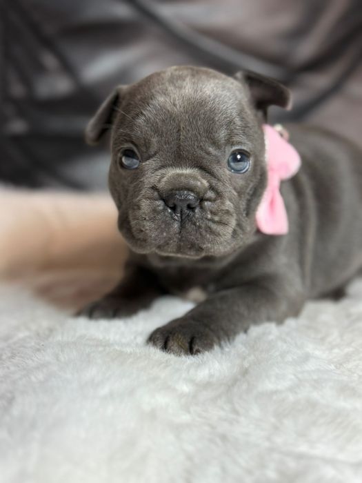 Buldog Francuski sunia
