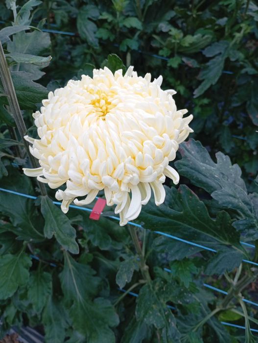 Хрезантема одноголова коринь 20гр