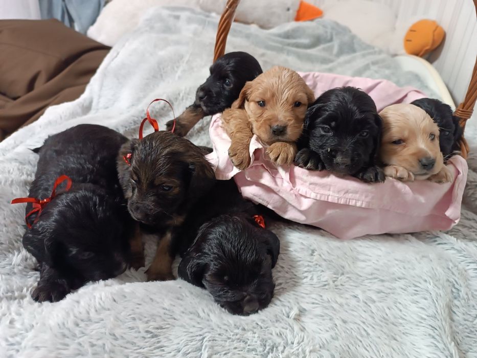 Цуценята англійського кокер-спанієля