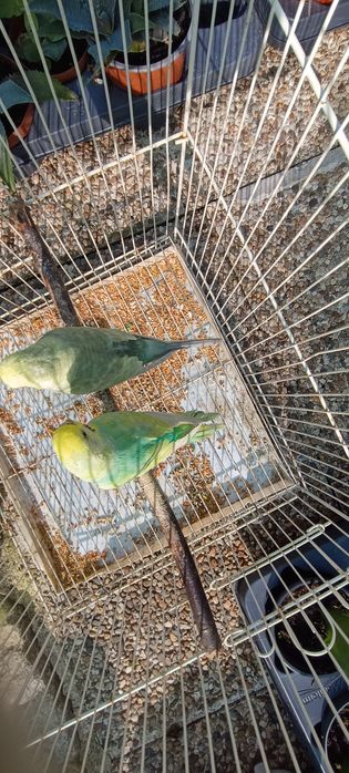 Casal periquitos arco íris adulto