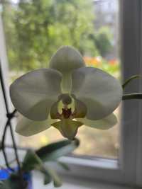 Орхидея Фаленопсис с горшочком-кашпо