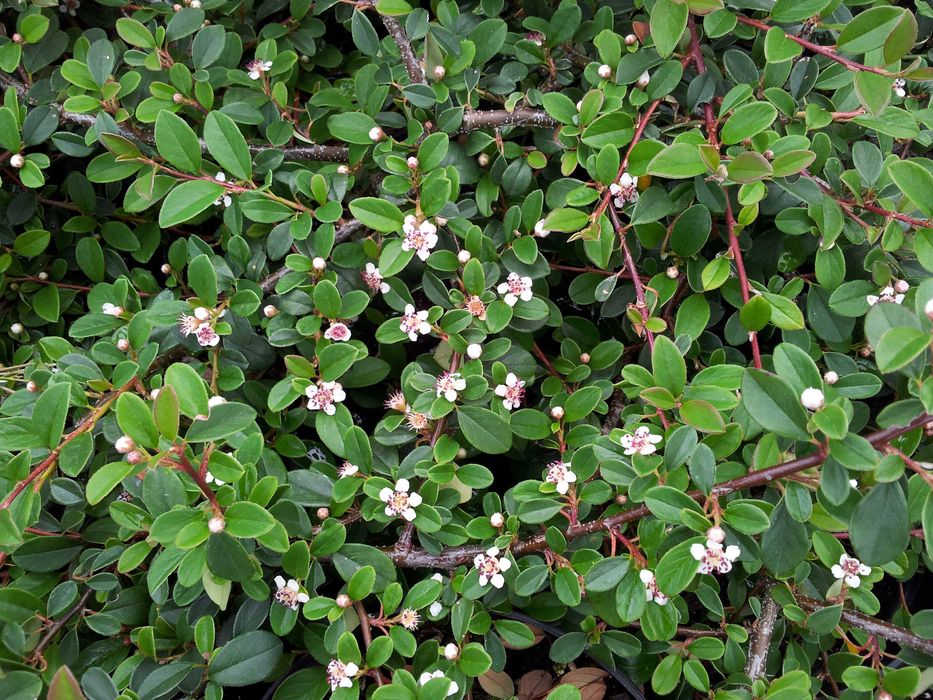 Irga  w doniczce 2 L  60cm , piękna roślina dla Twojego ogrodu!