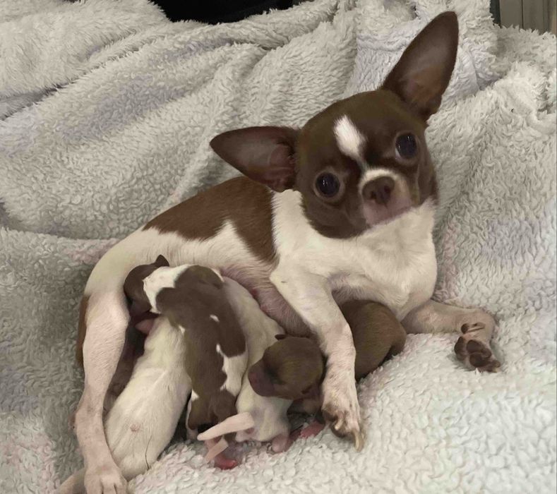 Бронь Чихуахуа Самые красивые