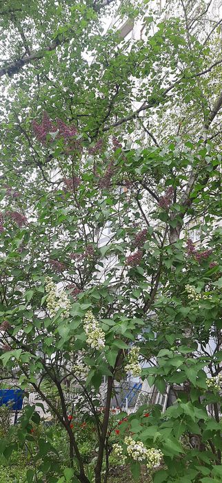 Продам саженцы сирени