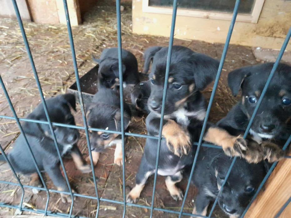 Oddam pieski (kundelki) będą małe. Na zdjęciu widać też matkę