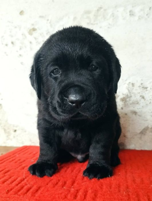 Labrador Retriever Preto  Lop e afixo