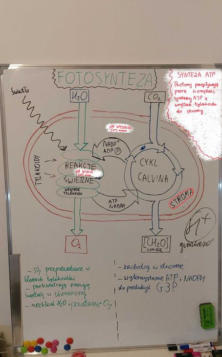 Korepetycje BIOLOGIA MATURA 25/26 Gdańsk (Ostatnie Miejsce!)