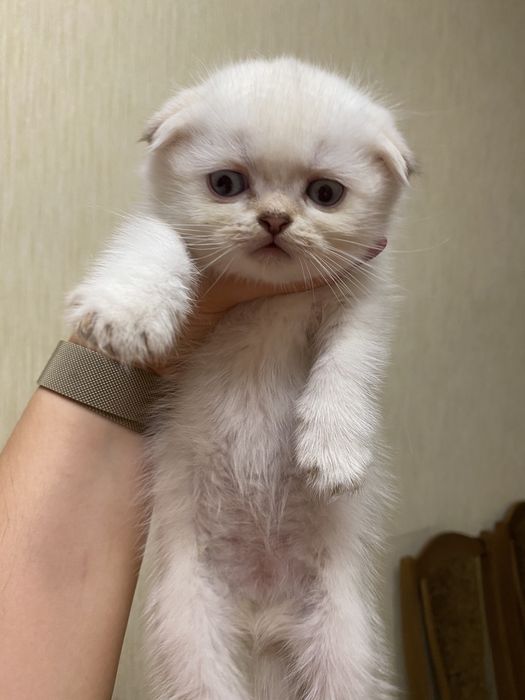 Висловухі золоті шиншилли поінт