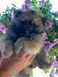Szpic miniaturowy pomeranian (piękna suczka)